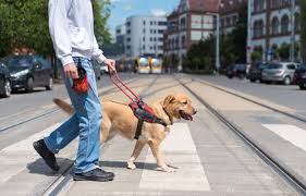 SERVICE DOG